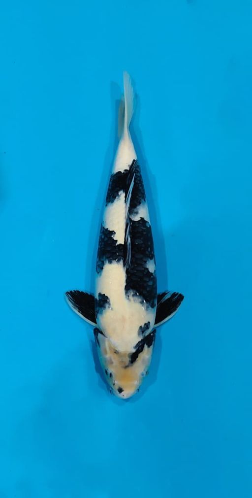 SHIRO QUALITY HQ 47cm