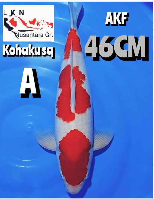 SUPER KOHAKU SQ ORIGINAL PATREN MERAH STRONG ISTIMEWA PRODUK AKF JUMBO LOKASI SEMARANG 46cm