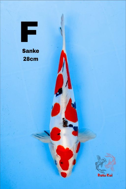 SANKE DOITSU 28cm