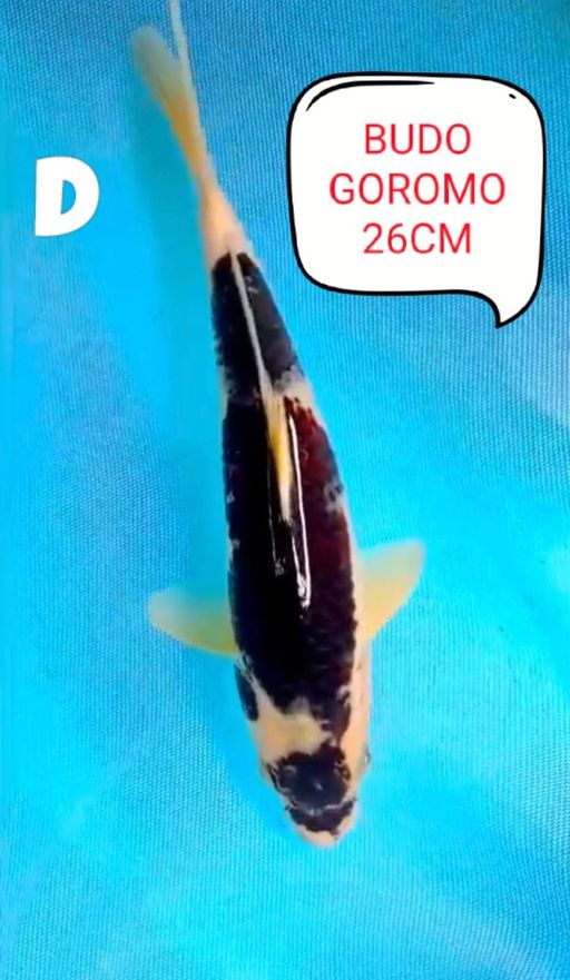 BUDO GOROMO LOKAL 26cm