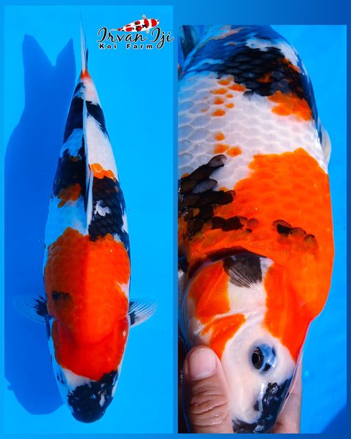 SHOWA IRVAN IJI 45cm