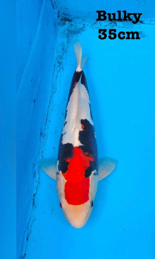 BENIKUMONRYU BODI TEBAL BENI HALUS HITAM PEKAT KEPALA BABY FACE TAPI KURANG SIMETRIS 35cm