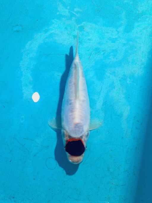 MINION TANCHO KOROMO DOITSU F1 SHINODA UNCHEK 16cm