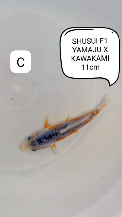 SHUSUI F1 YAMAJU X KAWAKAMI 11cm