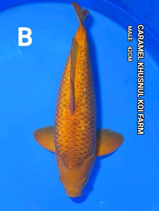 CARAMEL SUPER PREMIUM BREED KHUSNUL KOI FARM 42cm