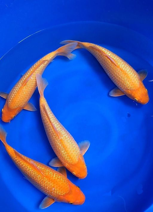 KARASI MANGO GINDRINBULKY PUNUK OVER 4EKOR 3537cm