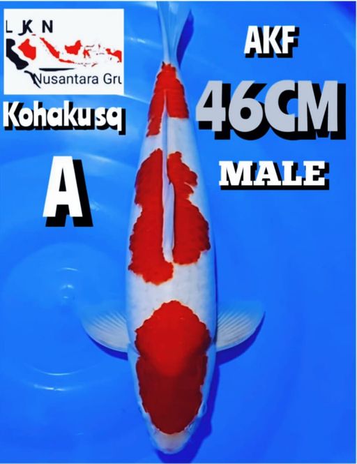 SUPER KOHAKU MALE SQ ORIGINAL PATREN MERAH STRONG ISTIMEWA PRODUK AKF JUMBO LOKASI SEMARANG 46cm