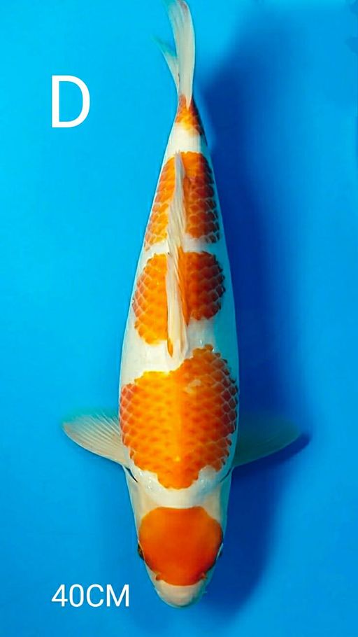 MARUTEN KOHAKU TINGGAL KASIH PAKAN WARNA CALON TOP BOLO 40cm