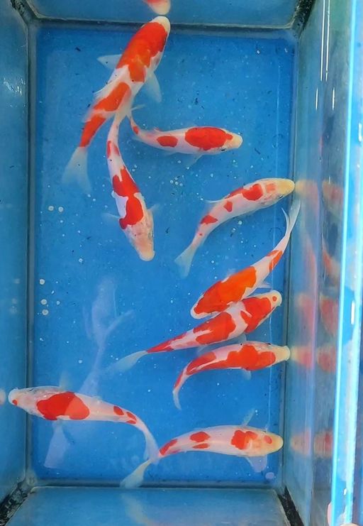 KOHAKU DOITSU JOS 9 EKOR 1014cm