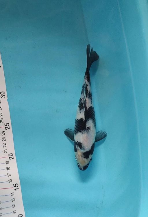 SHIRO UTSURI JOS 1 EKOR 21cm