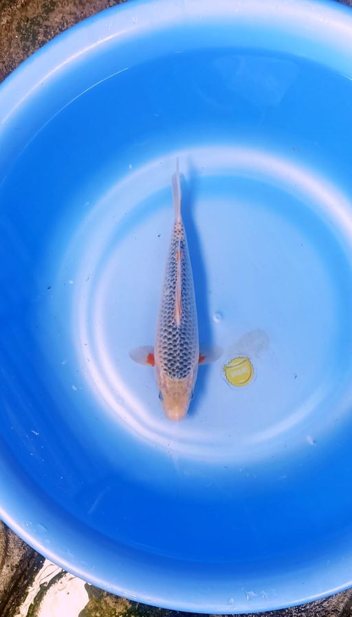 ASAGI SHOW QUALITY RING RAPI HANA RAPI NO BOCOR MALE 25cm