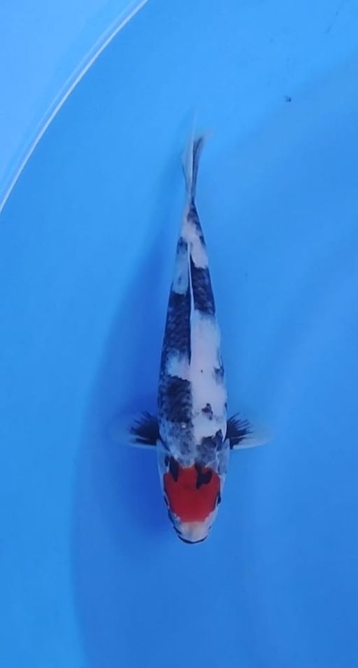 TANCHO SHOWA JOSJIS CALON JUMBO 24cm