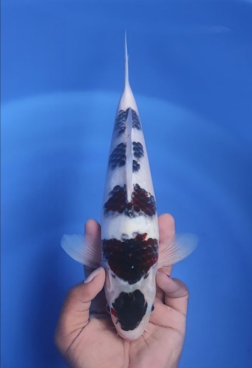 MARUTENBUDO GOROMO 31cm