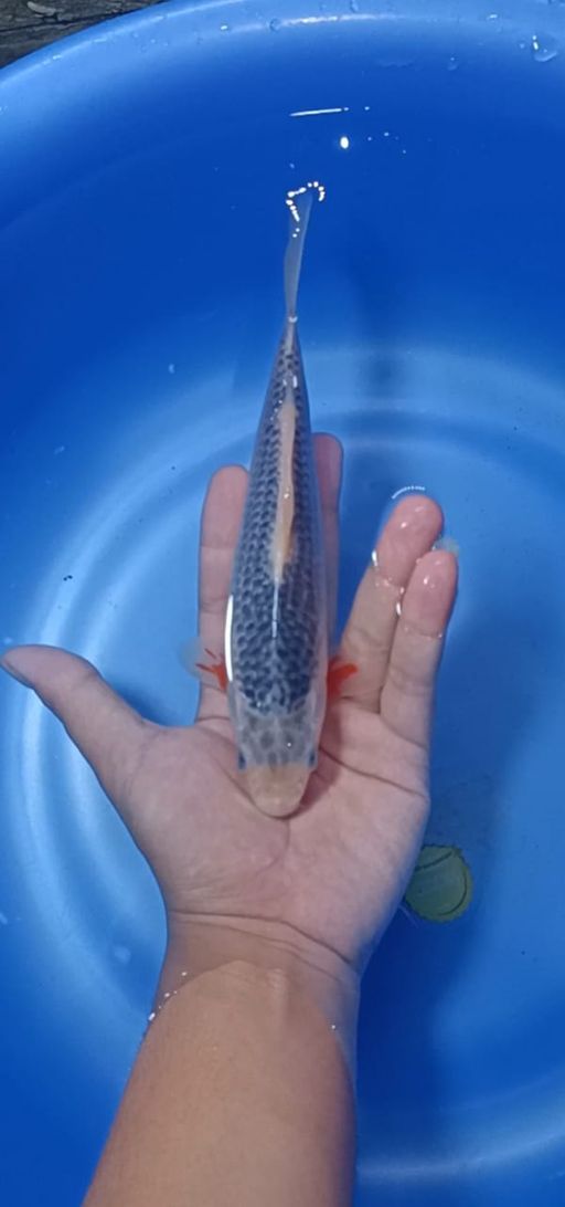 ASAGI RING RAPI SQ HANA MASIH TATEGOI MALE 24cm