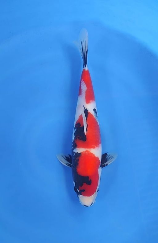 SHOWA SHANSOKU SUPER QUALITY 3 STEP STRONG HALUS 37cm