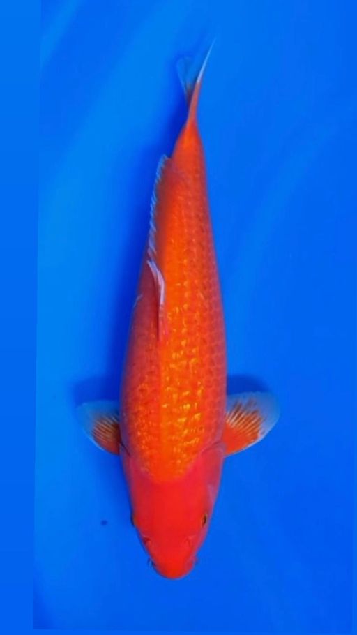 BENIGOI GINRIN IMPORT SAKAI CO STRONG GINRIN PADAT BODY MBULKY SKIN HALUS CALON JUMBO SIZE 50cm