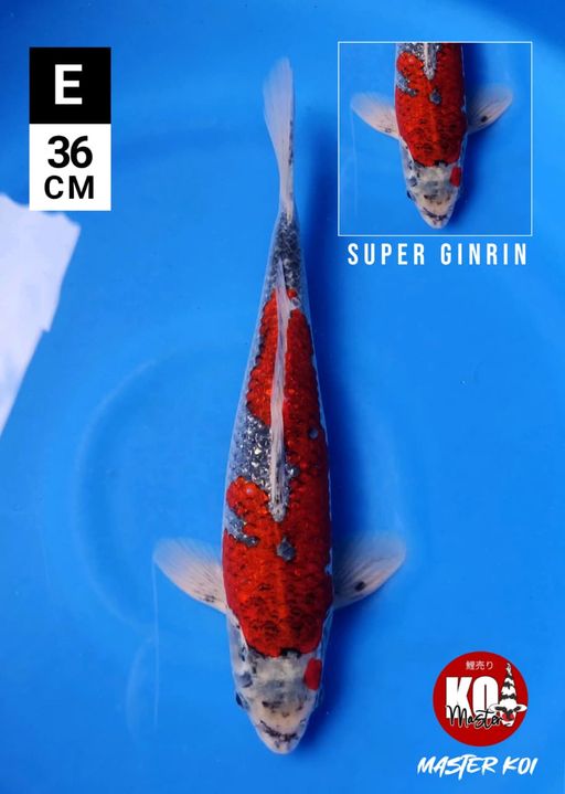 KURO GOSHIKI GINRIN 36cm