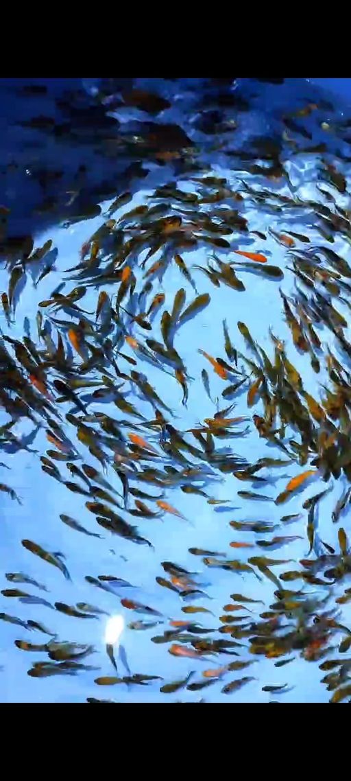 BIBIT SHOWA F1 OGATA 400 EKOR 4 8cm