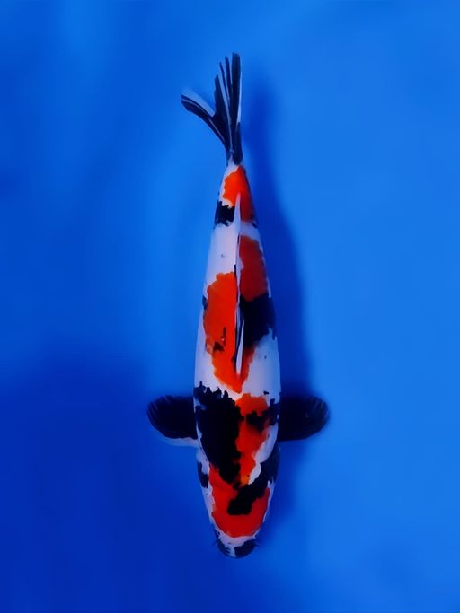 SHOWA SANSHOKU CALON SUPER HQ 30cm