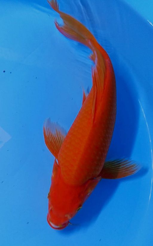 JUMBO SLAYER BENIGOI TEMBUS 38cm