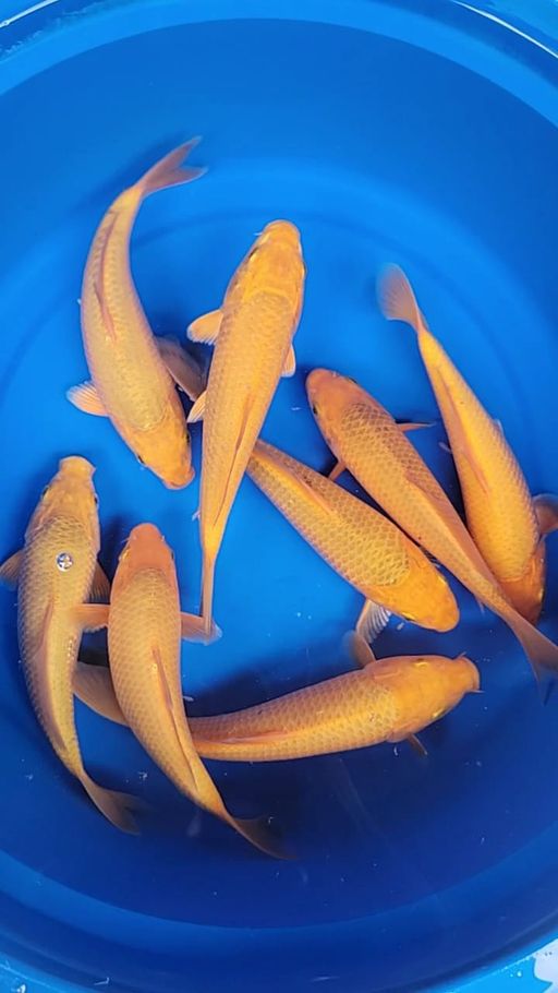 PAKET 8EKOR KARAMEL MADINA AZIS 20cm