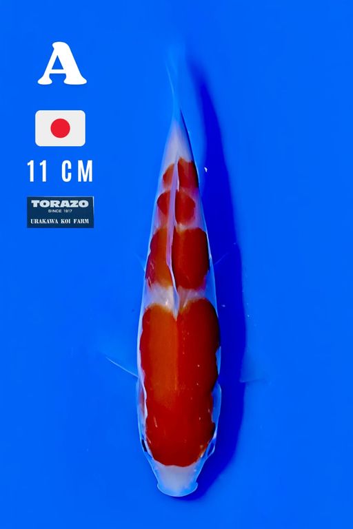 IMPORT KOHAKU ORIGINAL PATTERN 11cm
