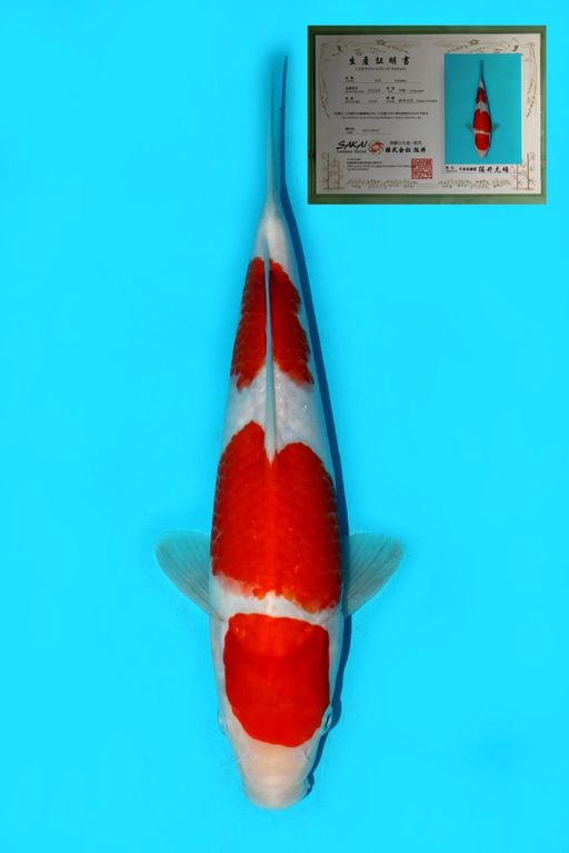 IMPORT SAKAI KOHAKU SUPER HQ WITH SERTIFICATE 28cm