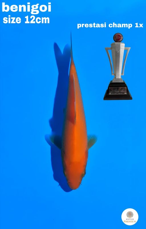 BENIGOI PRESTASI CHAMPION 12cm