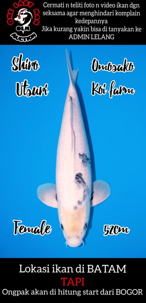 SHIRO UTSURI BETINA IMPORT MKMOTARO KOI FARM 52cm