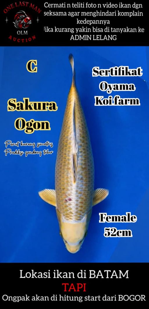 SAKURA OGON FEMALE IMPORT BERSERTIFIKAT 52cm