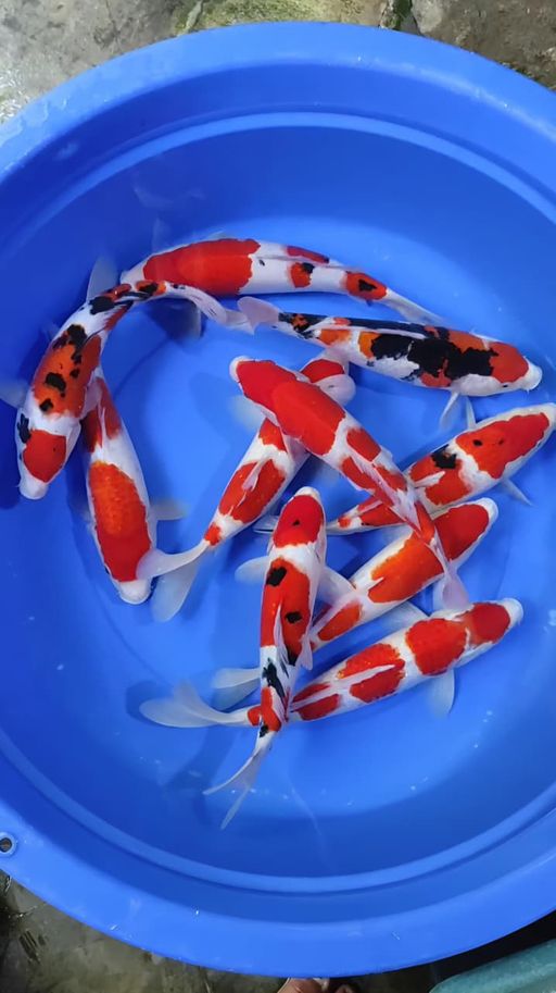 SUPERAN PAKET KOHAKU SHANKE 10 EKOR ORIGINAL ISTIMEWA 323539cm