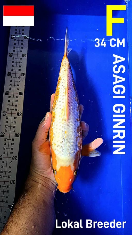 ASAGI GINRIN 34cm