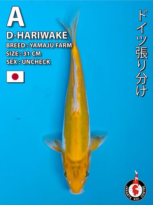 DOITSHU HARIWAKE 31cm