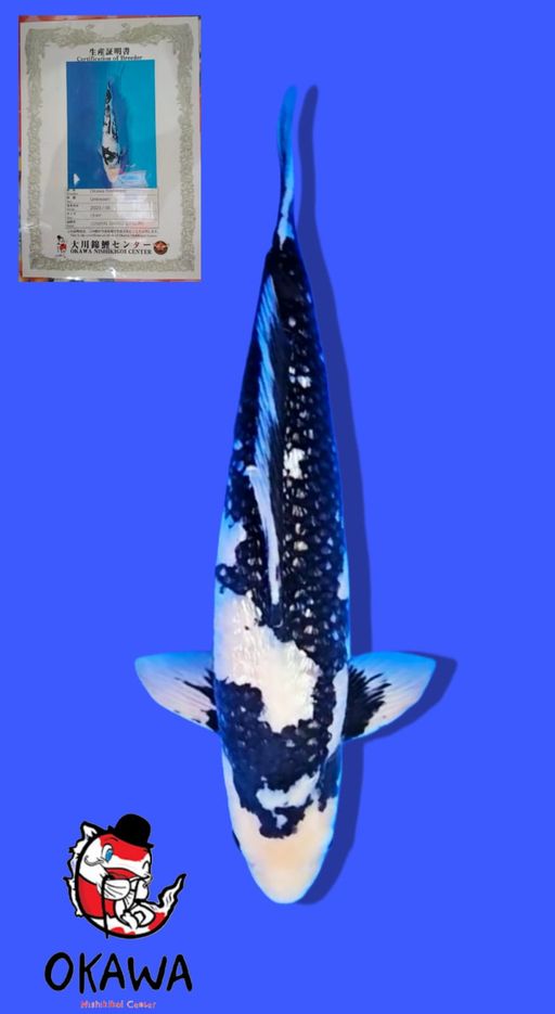 SHIRO GINRIN OKAWA FARM 53cm