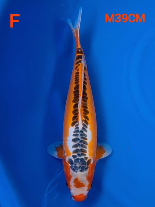 ZHUSUI MALE 39cm