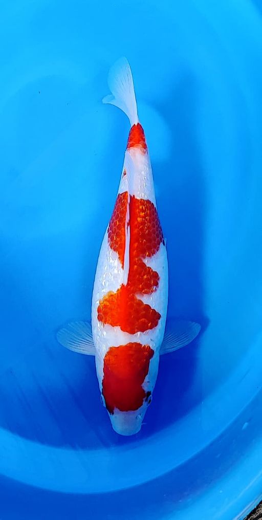 KOHAKU GINRIN GOOD PATERN SUPER JOSJIS 30cm