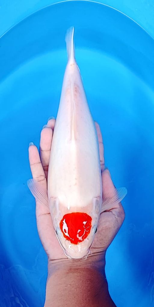 SUPER TANCHO GOOD QUALITY 31cm