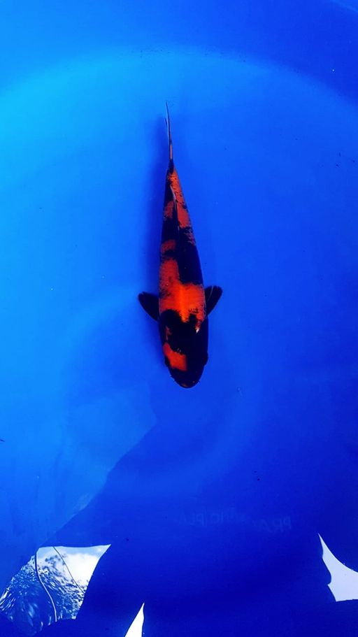 HI UTSURI STRONG BERSIH SUMI PEKAT TEMBUS HALUS 23cm