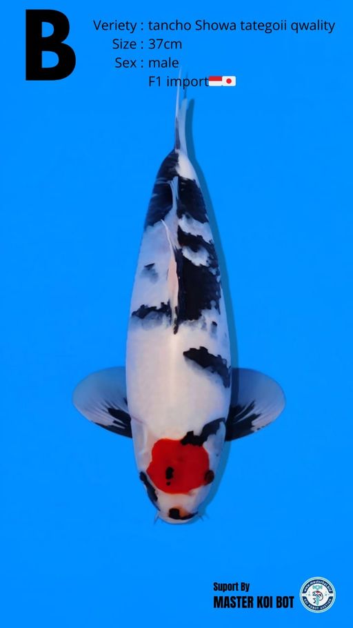 TANCHO SHOWA TATEGOII CLASS 37cm