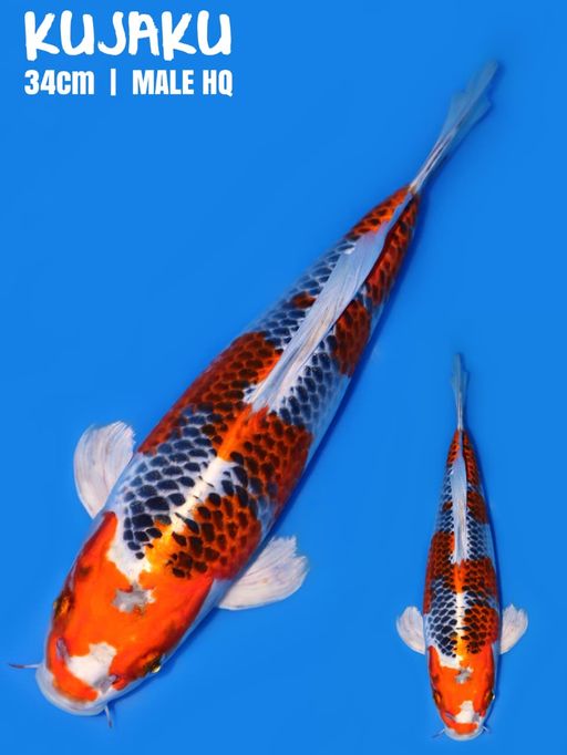 KUJAKU HQ MALE ORI 34cm