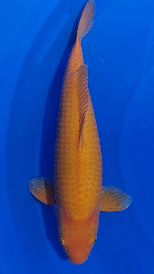 KARASHI MANGGO BY KKF 61cm