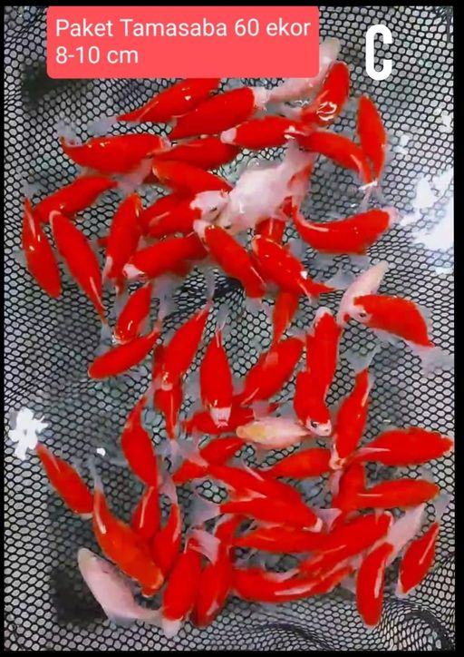 PAKET TAMASABA 810cm