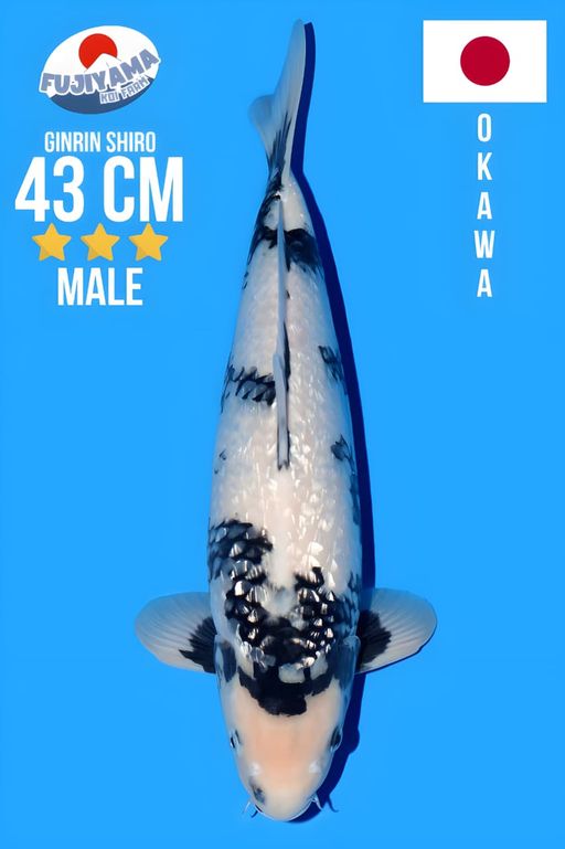PREMIUM AUCTION GINRIN SHIRO OKAWA KOI FARM SUPER VERY HIGH QUALITY GOOD BODY NICE PATTERN FREE AZUKARI 1BULAN KOLAM 20 TON 43cm