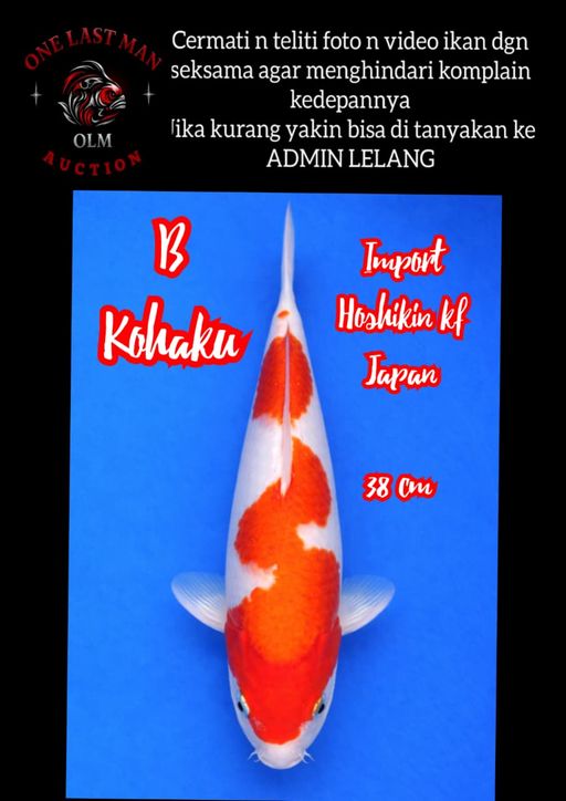 KOHAKU IMPORT BERSERTIFIKAT 38cm