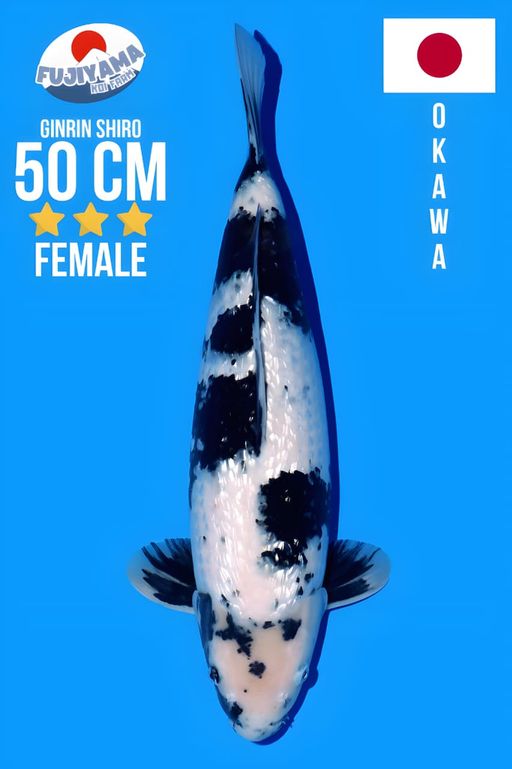 PREMIUM AUCTION GINRIN SHIRO OKAWA KOI FARM SUPER VERY HIGH QUALITY GOOD BODY NICE PATTERN FREE AZUKARI 1BULAN KOLAM 20 TON 50cm