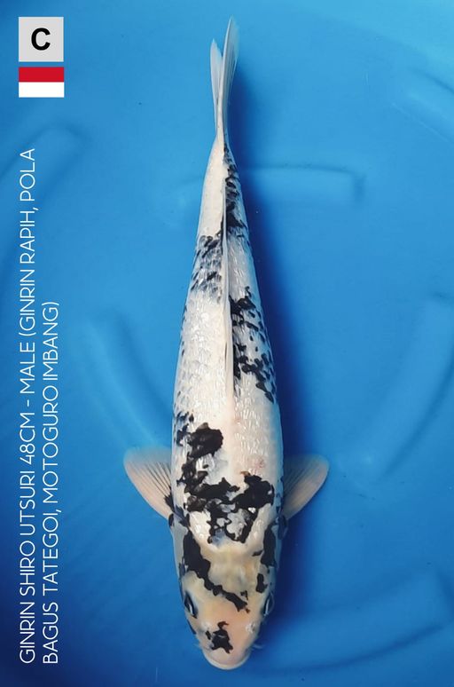 GINRIN SHIRO UTSURI 48cm