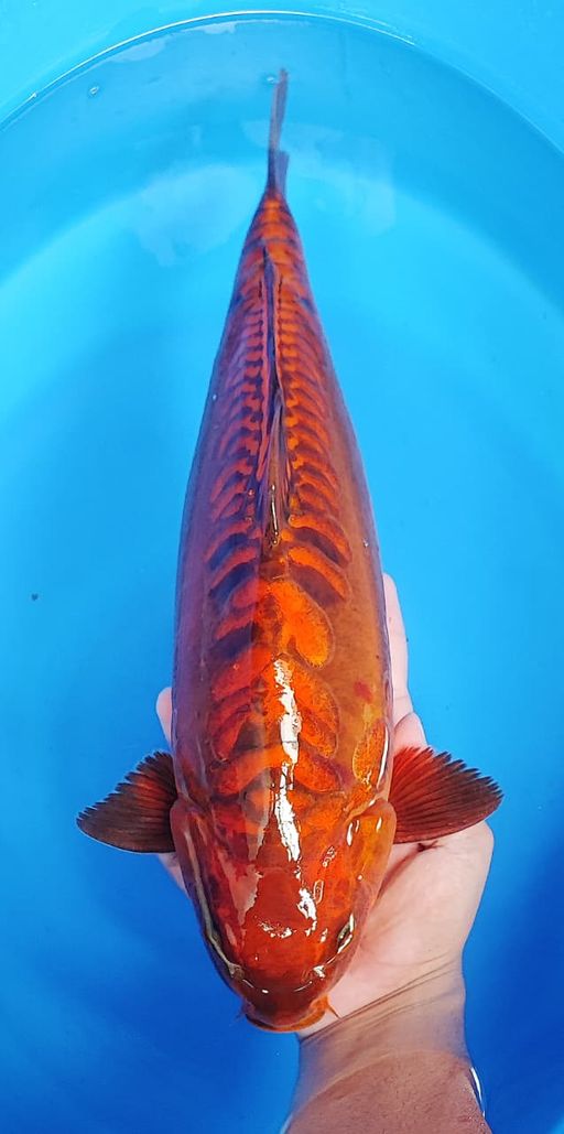 CAGHOI ARAGOKE BREED KKF SUPER QUALITY 43cm