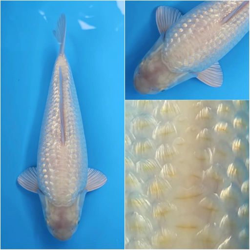 GINRIN KARASI WHITE 30cm