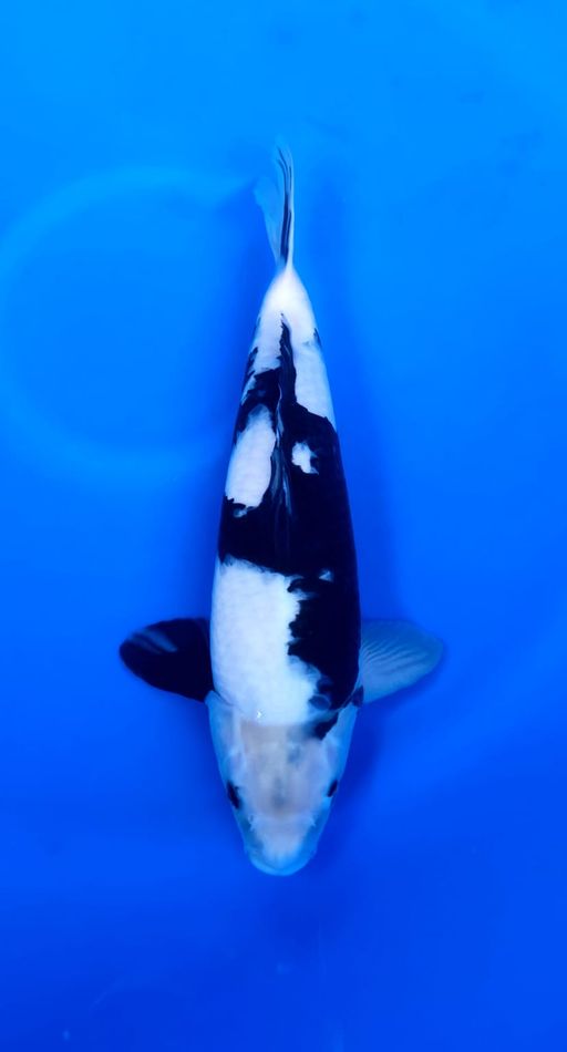 SHIRO SUPER SUMI 45cm