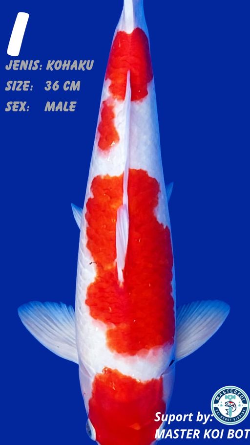 KOHAKU 36cm